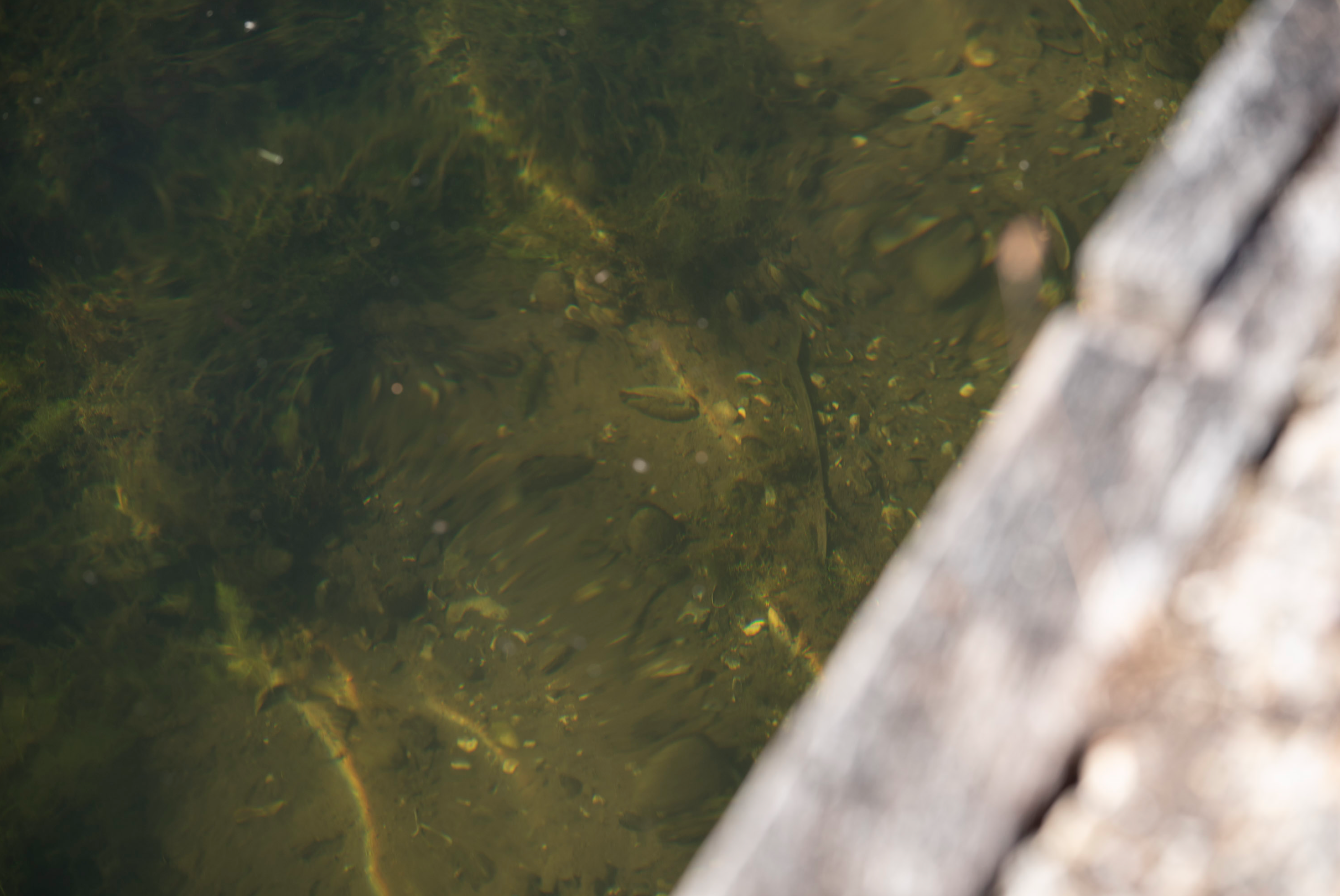 Clearance MAP Fishing